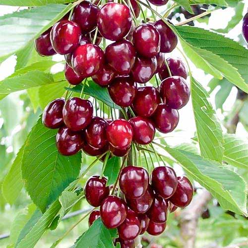 Kolonveida saldais ķirsis Caroline, С2 interface.image 1 interface.art 1971