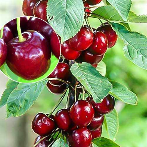 Kolonveida saldais ķirsis Helene interface.image 1 interface.art 1925