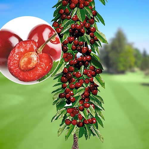 Kolonveida saldais ķirsis Queen Mary, С2 interface.image 1 interface.art 1921