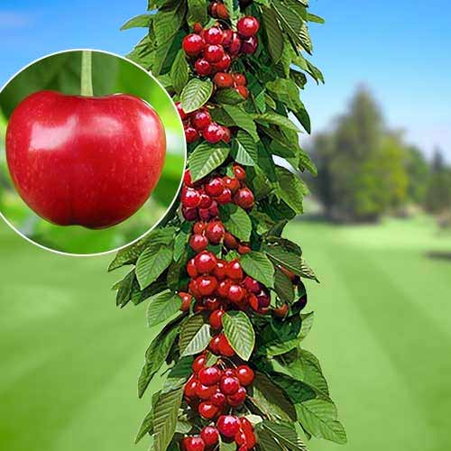 Kolonveida saldais ķirsis Silva interface.image 1 interface.art 1924