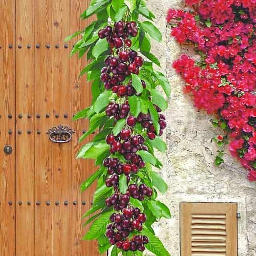 Kolonveida saldais ķirsis Victora, С2 interface.image 1 interface.art 1923