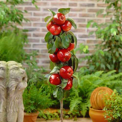 Kolonvida ābele Red River, С2 interface.image 1 interface.art 1951