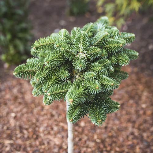 Korejas baltegle Forest Child, C4 interface.image 1 interface.art 8240