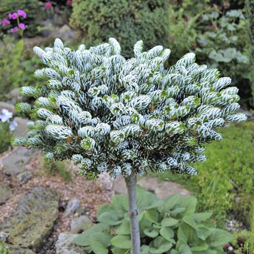 Korejas baltegle Kohout's Icebreaker ®, C4 interface.image 1 interface.art 8241