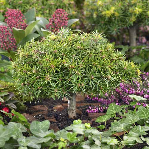 Korejas baltegle Kristall Kugel, C4 interface.image 1 interface.art 8242