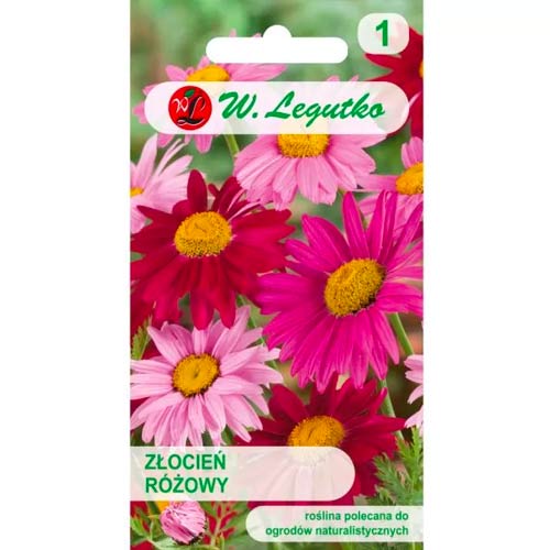 Krizantēma rozā, maisījums Legutko interface.image 1 interface.art 50125