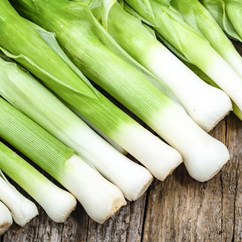 Krokusi Elefant Kiepenkerl interface.image 1 interface.art 50020