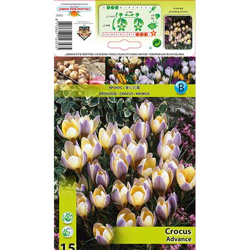 Krokuss Advance interface.image 1 interface.art 68060