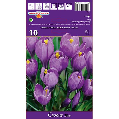 Krokusi Blue interface.image 1 interface.art 67615