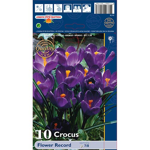 Krokusi Flower Record interface.image 1 interface.art 67330