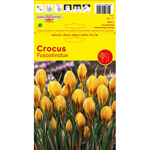 Krokusi Fuscontinctus interface.image 1 interface.art 67539