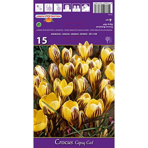 Krokusi Gipsy Girl interface.image 1 interface.art 67617