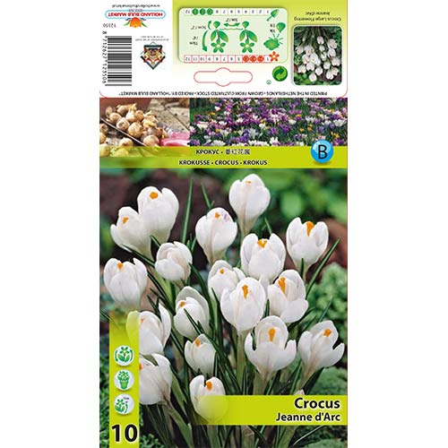 Krokusi Jeanne d'Arc interface.image 1 interface.art 67332