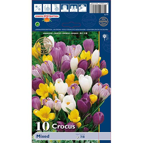 Krokusi lielziedu, krāsu mix interface.image 1 interface.art 68015