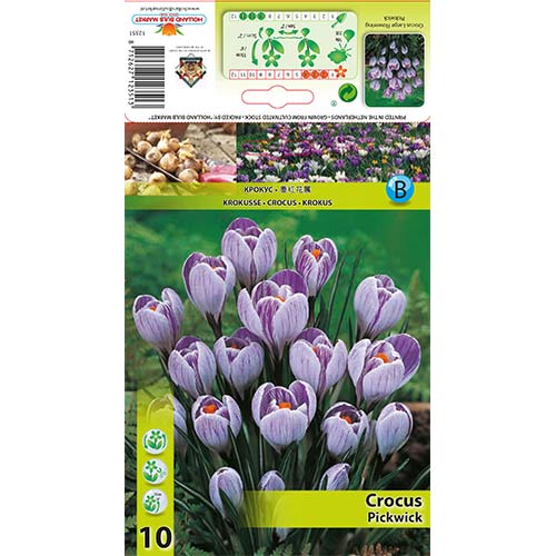 Krokusi Pickwick interface.image 1 interface.art 67335