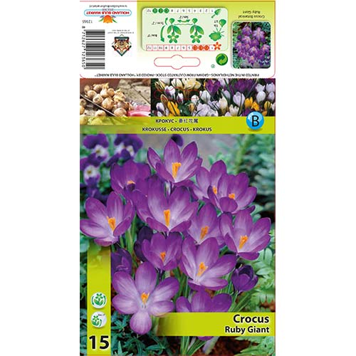 Krokusi Ruby Giant interface.image 1 interface.art 67338