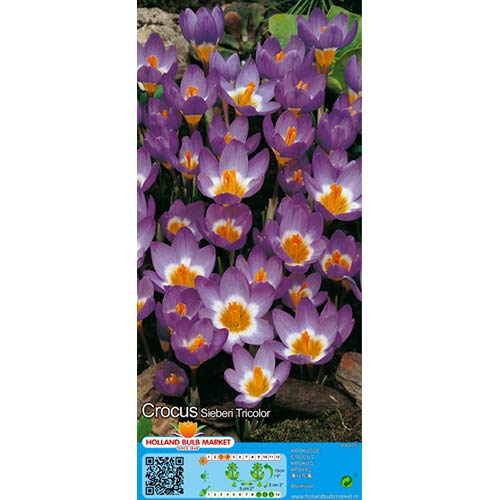 Krokusi Tricolor interface.image 1 interface.art 67620