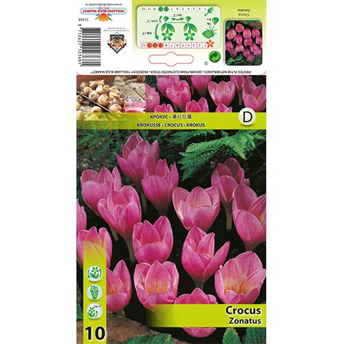 Krokusi Zonatus interface.image 1 interface.art 67345