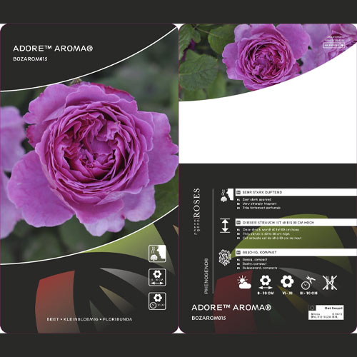 Floribunda roze Adore Aroma®, С3 interface.image 3 interface.art 2065
