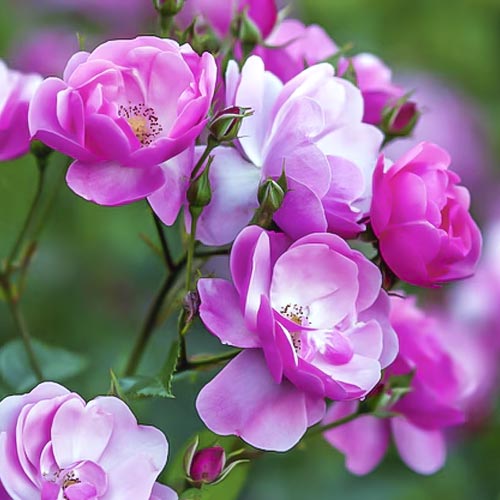 Krūmroze Angelica interface.image 1 interface.art 6203