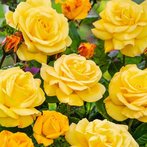 Lielziedu roze Arthur Bell interface.image 1 interface.art 2188