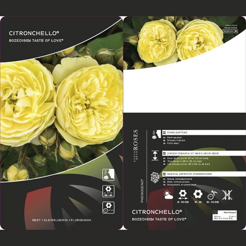 Floribunda roze Citronchello™, С3 interface.image 2 interface.art 5821