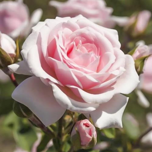 Krūmroze Diadem interface.image 1 interface.art 6207