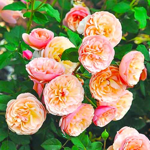 Krūmroze Eveline Wild interface.image 1 interface.art 4995