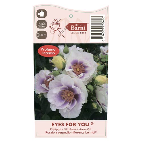 Floribunda roze Eyes for You®, C5 interface.image 5 interface.art 5507