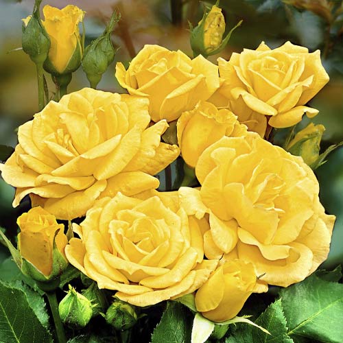 Krūmroze Friesia interface.image 1 interface.art 6209