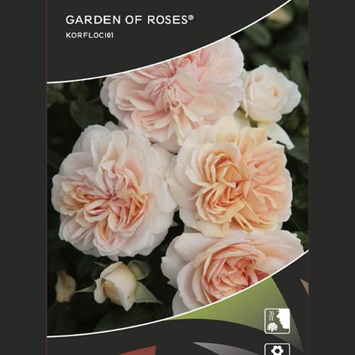 Floribunda roze Garden of Roses ®, C5 interface.image 2 interface.art 5822