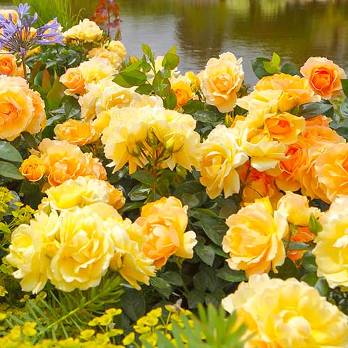 Krūmroze Hansestadt Rostock® interface.image 1 interface.art 5508