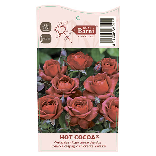 Floribunda roze Hot Cocoa®, C5 interface.image 5 interface.art 5509