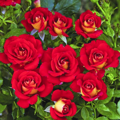 Floribunda roze Ketchup & Mustard®, C5 interface.image 1 interface.art 5512