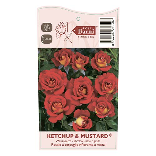 Floribunda roze Ketchup & Mustard®, C5 interface.image 4 interface.art 5512