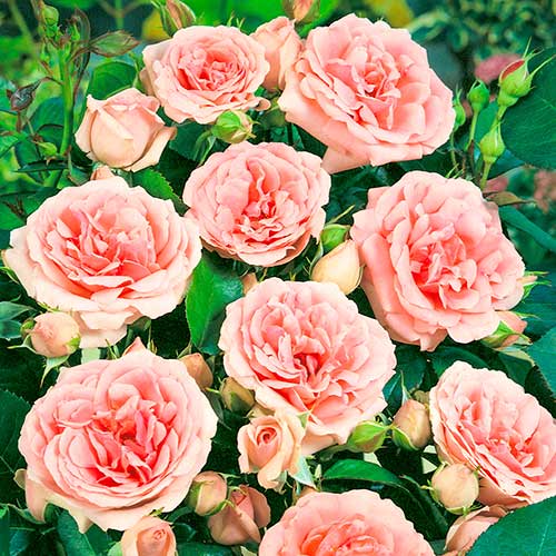 Floribunda roze Kimono, root ball interface.image 1 interface.art 2253