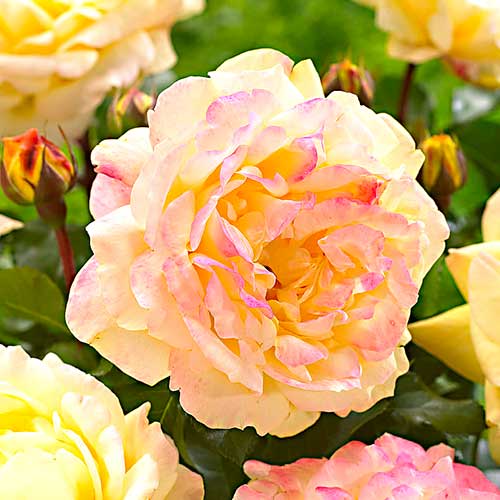 Krūmroze Lampion ® interface.image 1 interface.art 5823