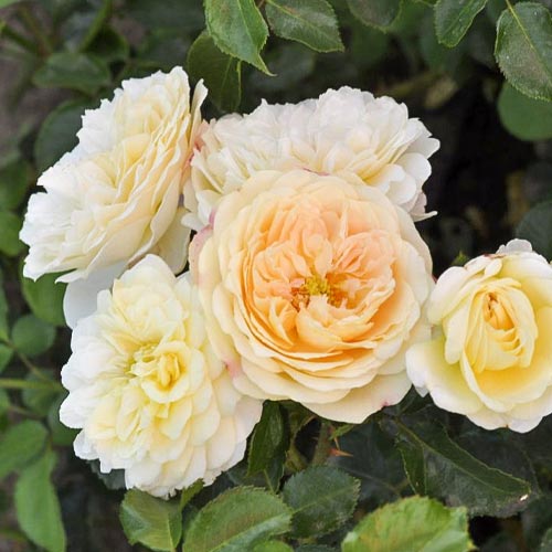 Floribunda roze Lemon™ Vaza ®, С5 interface.image 1 interface.art 4989
