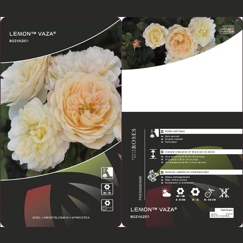 Floribunda roze Lemon™ Vaza ®, С5 interface.image 2 interface.art 4989