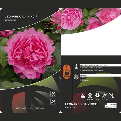 Floribunda roze Leonardo da Vinci ®, C3 interface.image 3 interface.art 4553