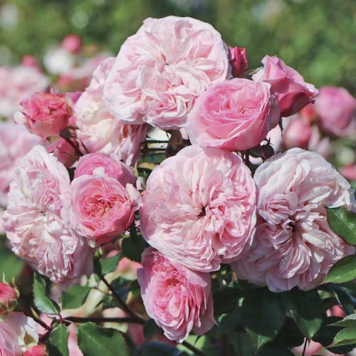 Krūmroze Maria Theresia interface.image 1 interface.art 6215