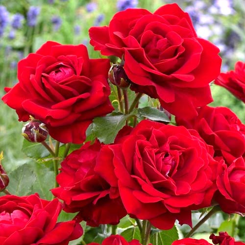 Floribunda roze Nina, root ball interface.image 1 interface.art 2196