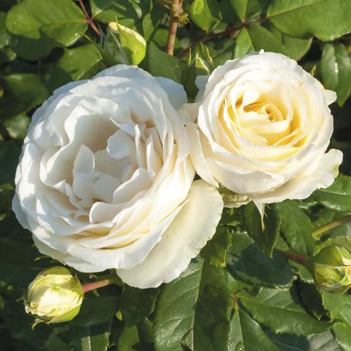 Floribunda roze Pearl Vaza ®, C3 interface.image 1 interface.art 4977