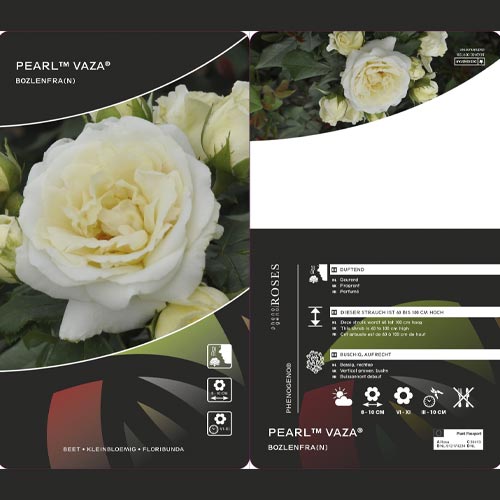 Floribunda roze Pearl Vaza ®, C3 interface.image 2 interface.art 4977