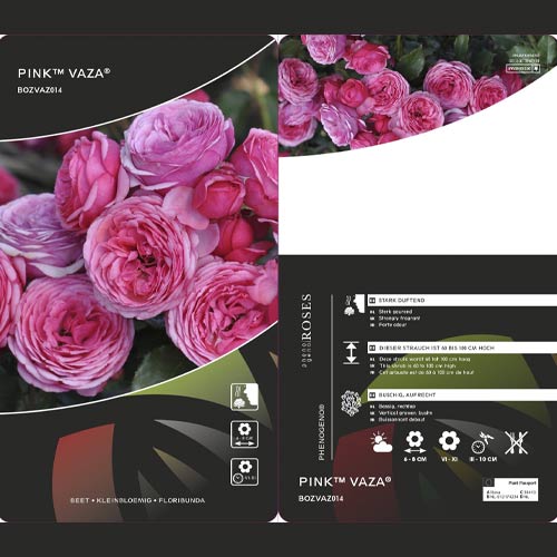 Floribunda roze Pink Vaza ®, C3 interface.image 2 interface.art 5004