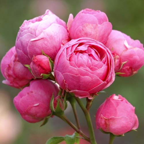 Krūmroze Pomponella Fairy Tale interface.image 1 interface.art 6220