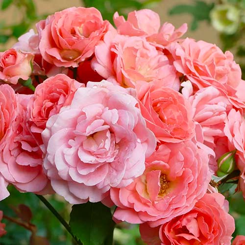 Krūmroze Salmon interface.image 1 interface.art 5883