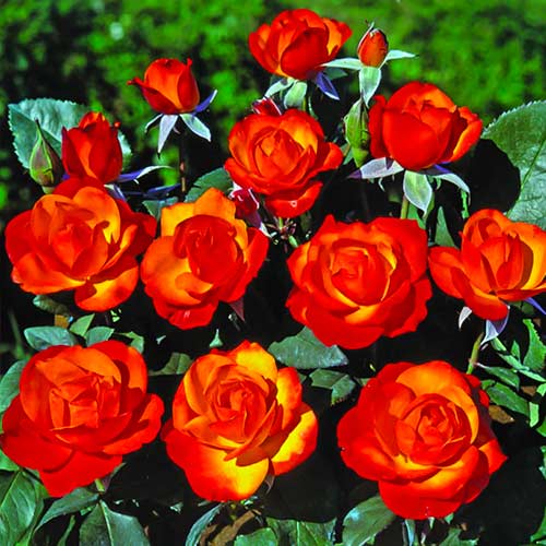 Krūmroze Tempi Moderni® interface.image 1 interface.art 5518