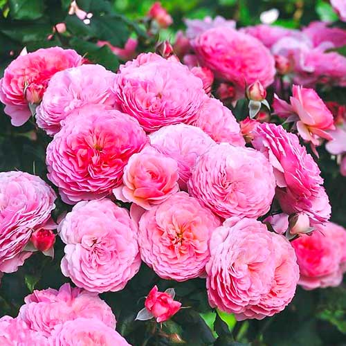 Krūmroze Theo Clevers interface.image 1 interface.art 5007