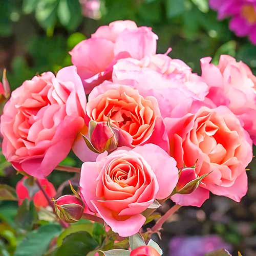 Krūmroze Trendy Fashion ® interface.image 1 interface.art 4982